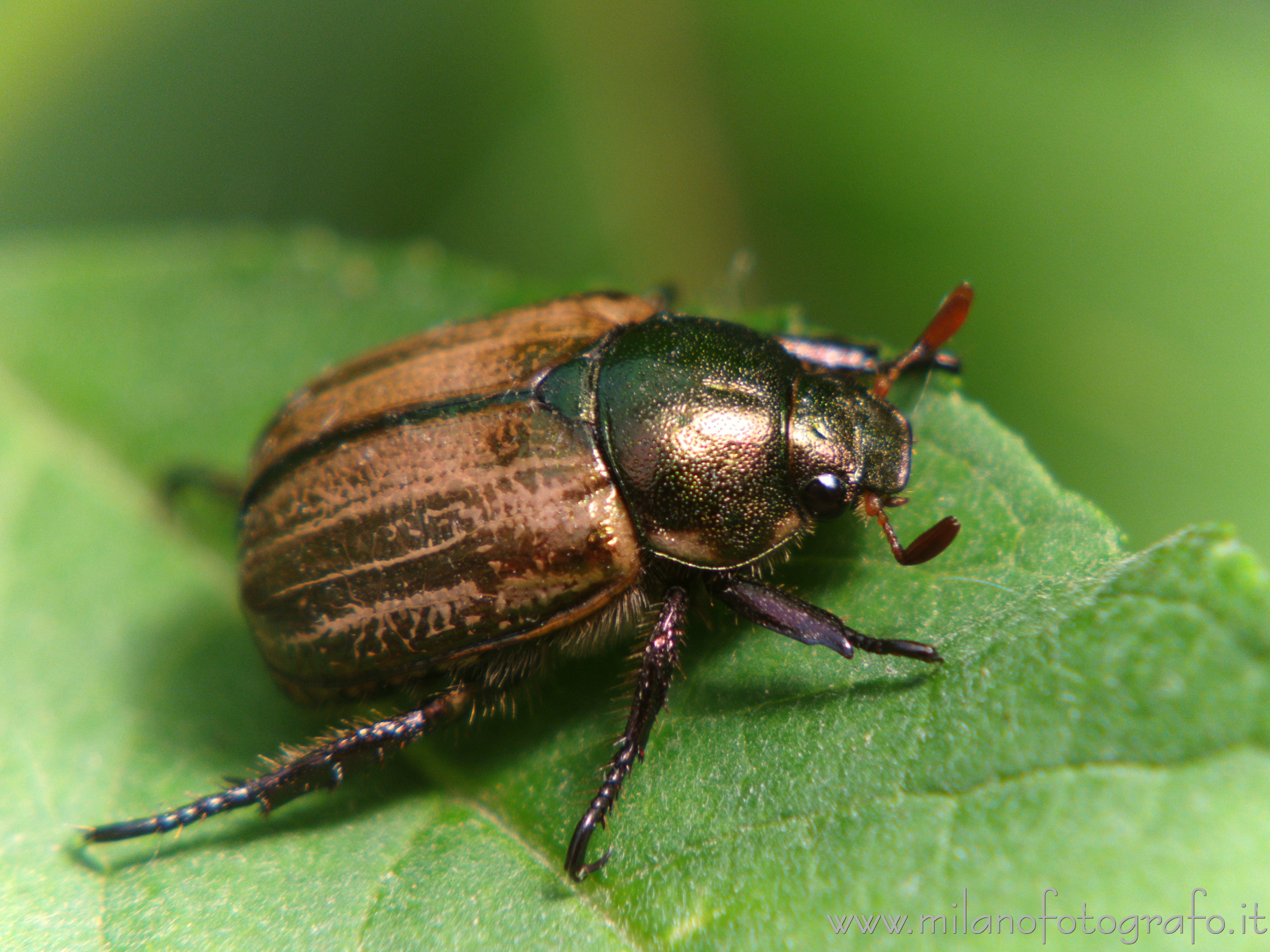 Cadrezzate (Varese) - Phyllopertha horticola